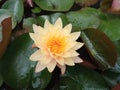 Topview, single flower blossom blooming lotus with white petals and yellow stamens in pond for background or stockphoto , summer Royalty Free Stock Photo