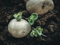 Topview of sprouting potatoe Royalty Free Stock Photo