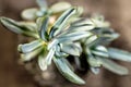 Topview of succulent Senecio serpens or blue chalksticks, macro