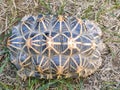 Topview of Tortoises are reptile species of the family Testudinidae of the order Testudines