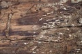 Topview, traces and tracks of a bark beetle on a dead part of wooden bark