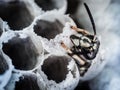 Topview of a wasp emerging from a wasps nest Royalty Free Stock Photo