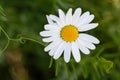 Topview of white daisy in closeup