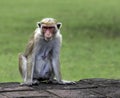 Toque Macaque is a commonly found monkey endemicin Sri Lanka.Easily recognized by their golden brown coat,muscular cheek pouches,l Royalty Free Stock Photo