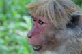 Toque Macaque Face, Sri Lanka Royalty Free Stock Photo