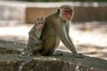A Toque Macaque with its baby sit on a stone wall at the ancient site of Polonnaruwa in central Sri Lanka Royalty Free Stock Photo