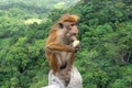 Toque Macaque Macaca Sinica With Banana In Green Jungle. Wild Monkey In Nature Habitat, Kandy.