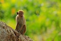 Toque macaque, Macaca sinica, monkey with evening sun. Macaque in nature habitat, Sri Lanka. Detail of monkey, Widlife scene from Royalty Free Stock Photo