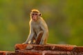 Toque macaque, Macaca sinica, monkey with evening sun. Macaque in nature habitat, Sri Lanka. Detail of monkey, Widlife scene from