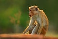 Toque macaque, Macaca sinica, monkey with evening sun. Macaque in nature habitat, Sri Lanka. Detail of monkey, Widlife scene from Royalty Free Stock Photo