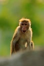 Toque macaque, Macaca sinica, monkey with evening sun. Macaque in nature habitat, Sri Lanka. Detail of monkey, Widlife scene from Royalty Free Stock Photo