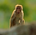 Toque macaque, Macaca sinica, monkey with evening sun. Macaque in nature habitat, Sri Lanka. Detail of monkey, Widlife scene from Royalty Free Stock Photo