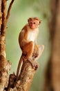 Toque macaque, Macaca sinica, monkey with evening sun. Macaque in nature habitat, Wilpattu NP, Sri Lanka. Wildlife scene from Asia