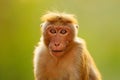 Toque macaque, Macaca sinica, monkey with evening sun, sitting on zhe tree branch. Macaque in nature habitat, Wilpattu NP, Sri