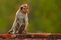 Toque macaque, Macaca sinica, monkey with evening sun, sitting on zhe tree branch. Macaque in nature habitat, Wilpattu NP, Sri Royalty Free Stock Photo