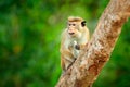 Toque macaque, Macaca sinica, monkey with evening sun, sitting on zhe tree branch. Macaque in nature habitat, Wilpattu NP, Sri Royalty Free Stock Photo