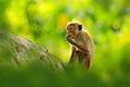 Toque macaque, Macaca sinica, monkey with evening sun, sitting on zhe tree branch. Macaque in nature habitat, Wilpattu NP, Sri