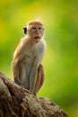 Toque macaque, Macaca sinica, monkey with evening sun, sitting on zhe tree branch. Macaque in nature habitat, Wilpattu NP, Sri Royalty Free Stock Photo