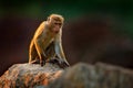 Toque macaque, Macaca sinica, monkey with evening sun, sitting on zhe tree branch. Macaque in nature habitat, Wilpattu NP, Sri Royalty Free Stock Photo