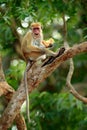 Toque macaque, Macaca sinica. Monkey on the tree, feeding fruits. Macaque in nature habitat, Sri Lanka. Detail of monkey, Wildlife