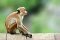 Toque macaque, Macaca sinica. Monkrey on the tree. Macaque in na Royalty Free Stock Photo