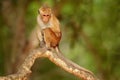 Toque macaque, Macaca sinica. Monkrey on the tree. Macaque in nature habitat, Sri Lanka. Detail of monkey, Wildlife scene from Asi Royalty Free Stock Photo