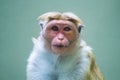 Toque macaque Macaca sinica, reddish-brown-coloured monkey common in Sri Lanka animal portrait staring at camera