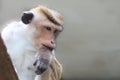 Toque macaque Macaca sinica, reddish-brown-coloured monkey common in Sri Lanka, pensive thinking