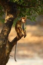 The toque macaque Macaca sinica sitting on a broken branch of a tree above the water