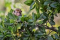 Toque Macaque - Macaca sinica, Sri Lanka Royalty Free Stock Photo