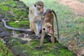 The Toque Macaque - Macaca sinica - Sri Lanka Royalty Free Stock Photo