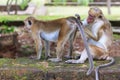 The Toque Macaque - Macaca sinica - Sri Lanka Royalty Free Stock Photo