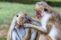 The Toque Macaque - Macaca sinica - Sri Lanka Royalty Free Stock Photo