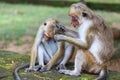 The Toque Macaque - Macaca sinica - Sri Lanka Royalty Free Stock Photo