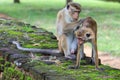 The Toque Macaque - Macaca sinica - Sri Lanka Royalty Free Stock Photo