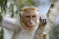 Toque Macaque - Macaca sinica, Sri Lanka Royalty Free Stock Photo