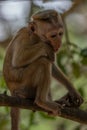 Toque macaque monkey climbs onto a slender tree trunk in the shade of the tropical rain forest