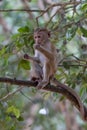 Toque macaque monkey climbs onto a slender tree trunk in the shade of the tropical rain forest