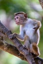 Toque macaque monkey climbs onto a slender tree trunk in the shade of the tropical rain forest