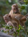 Toque macaque monkey climbs onto a slender tree trunk in the shade of the tropical rain forest,