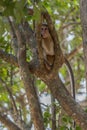 Toque macaque monkey climbs onto a slender tree trunk in the shade of the tropical rain forest