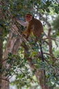 Toque macaque monkey climbs onto a slender tree trunk in the shade of the tropical rain forest