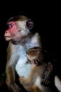 Toque macaque monkey - mother breastfeeding baby Royalty Free Stock Photo