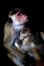 Toque macaque monkey - mother breastfeeding baby Royalty Free Stock Photo