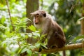 Toque macaque monkey