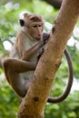 Toque macaque monkey Royalty Free Stock Photo