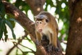 Toque macaque monkey