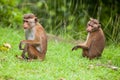 Toque macaque monkey