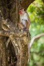 Toque macaque monkey