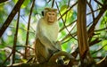 Toque macaque monkey resting in a tree under the shade. Yellow eyes looking right at the camera Royalty Free Stock Photo